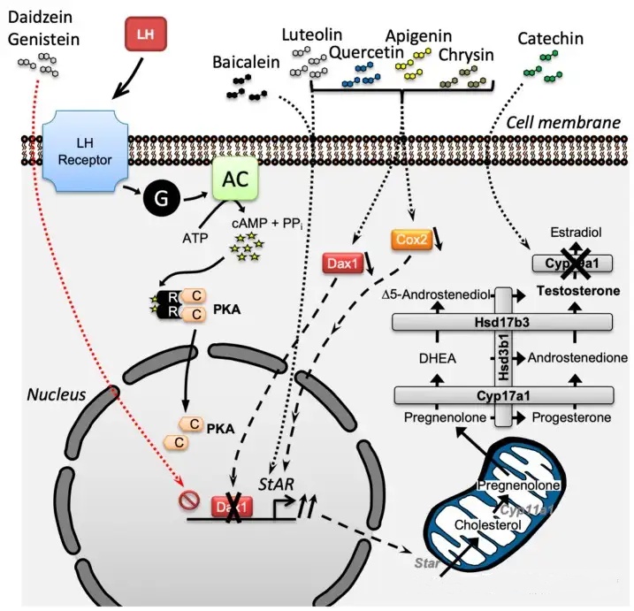 The Multifaceted Anti-Cancer and Anti-Aging Potential of Luteolin ...